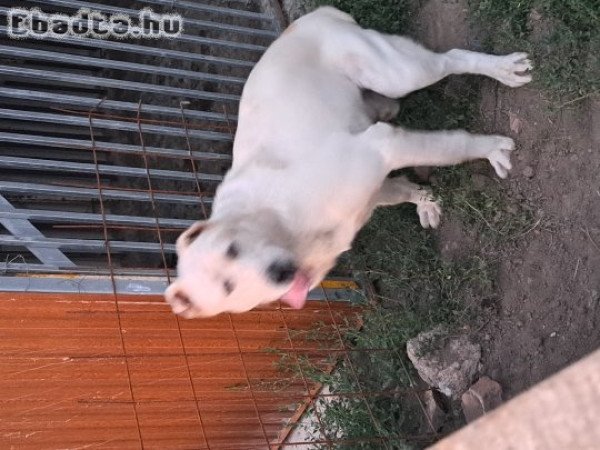 Közép Ázsiai Juhászkutya