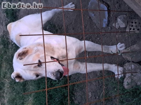 Közép Ázsiai Juhászkutya