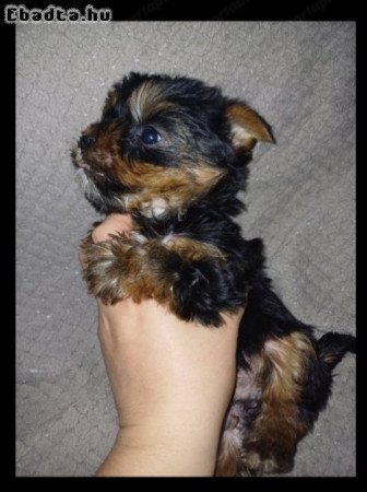 Yorki terrier fajta jellegű fiú