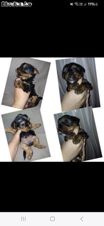 Yorki terrier fajta jellegű fiú