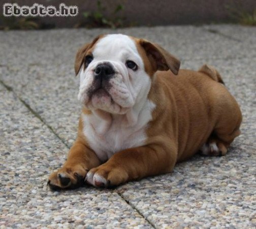 Angol bulldog eladó
