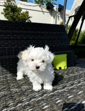 imádnivaló Maltese kölyökkutya örökbefogadásra