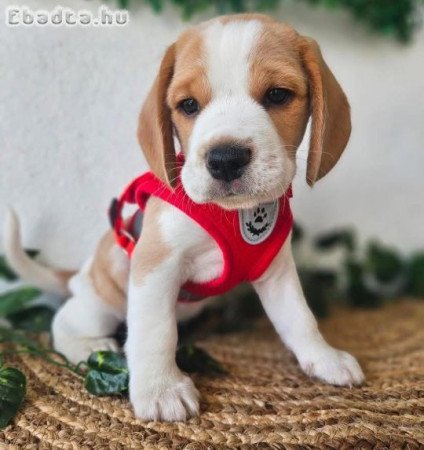 imádnivaló beagle kölyökkutya örökbefogadásra