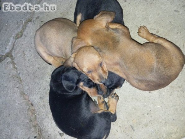 Eladó Tacsi Kiskutyák