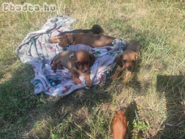 Eladó Tacsi Kiskutyák