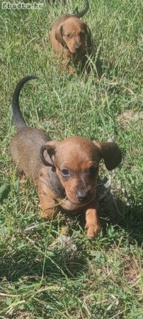 Eladó Tacsi Kiskutyák