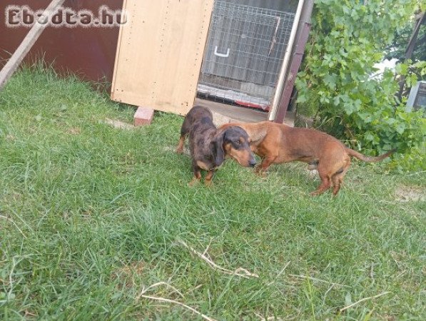 Eladó Tacsi Kiskutyák