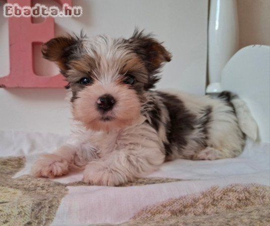 Yorkshire terrier 4 kisfiú