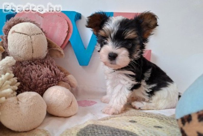 Yorkshire terrier 4 kisfiú