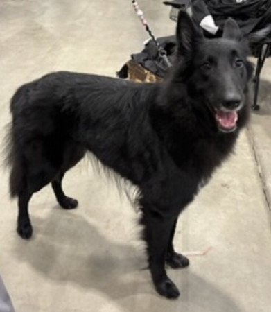 Groenendael belga juhász