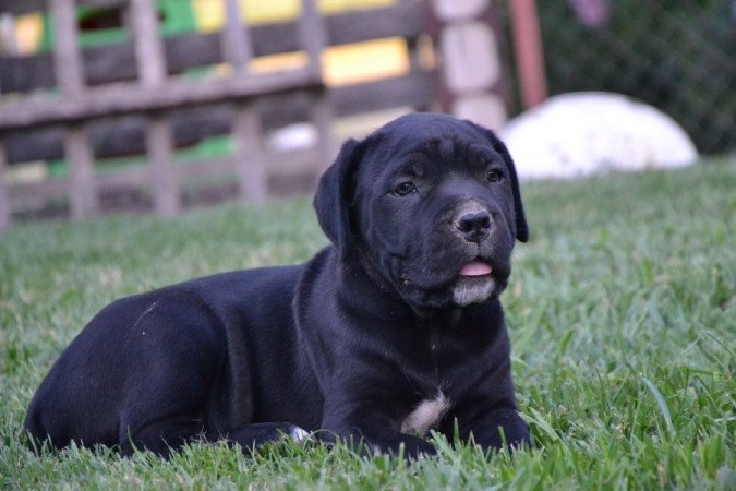 Cane Corso
