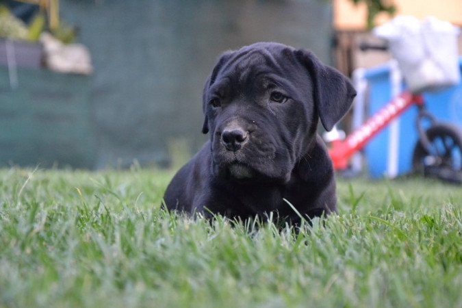 Cane Corso