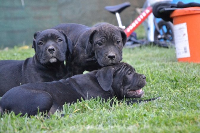 Cane Corso