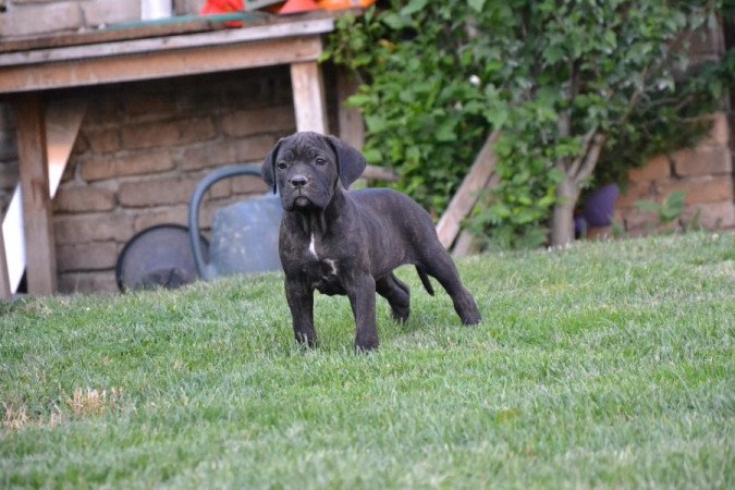 Cane Corso