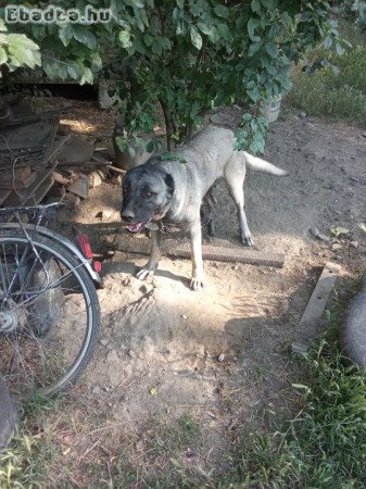 eladó Kangal kutya