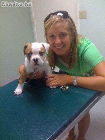 Angol bulldog eladó