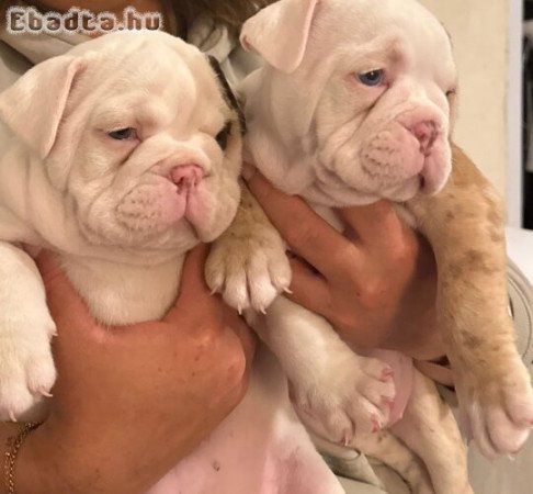 Angol Bulldog kölykök