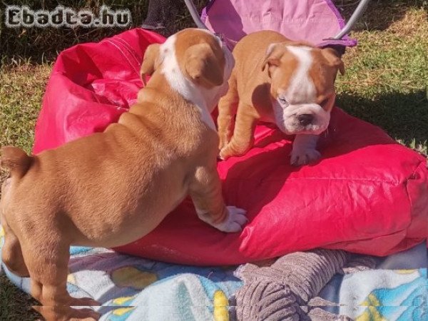 Angol bulldog kölykök