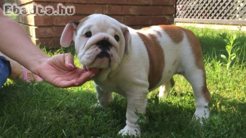 Angol bulldog kölykök