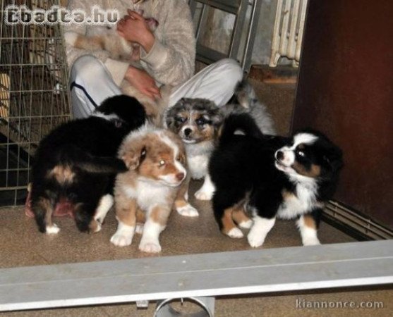 ausztrál juhászkutya kan kölyök eladó