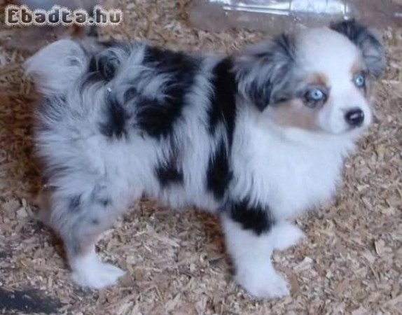 Ausztrál juhászkutya kölykök örökbefogadásra