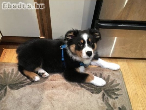 Australian shepherd