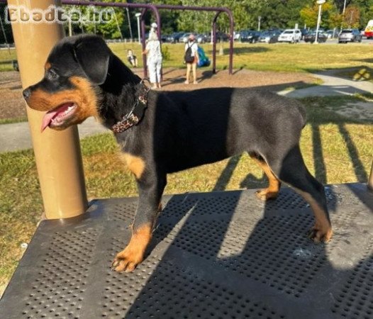 Rottweiler kölykök eladók