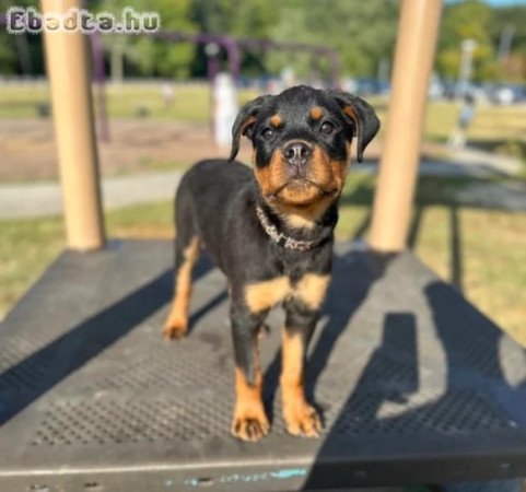 Rottweiler kölykök eladók