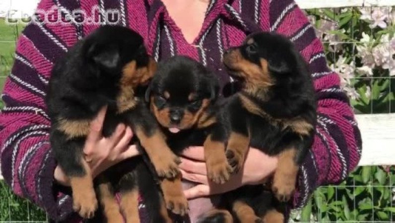 Rottweiler kölykök eladók