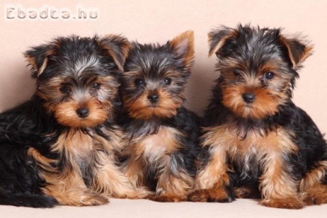 Yorkshire terrier kölykök