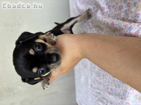 Csivava jellegű kiskutya