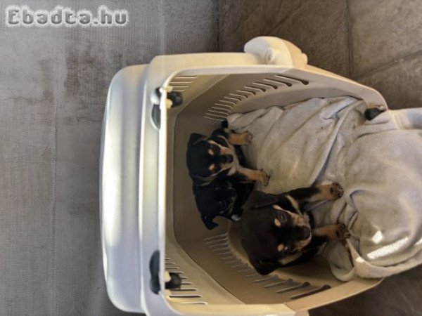 Csivava jellegű kiskutya