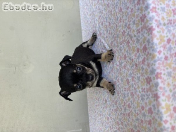 Csivava jellegű kiskutya