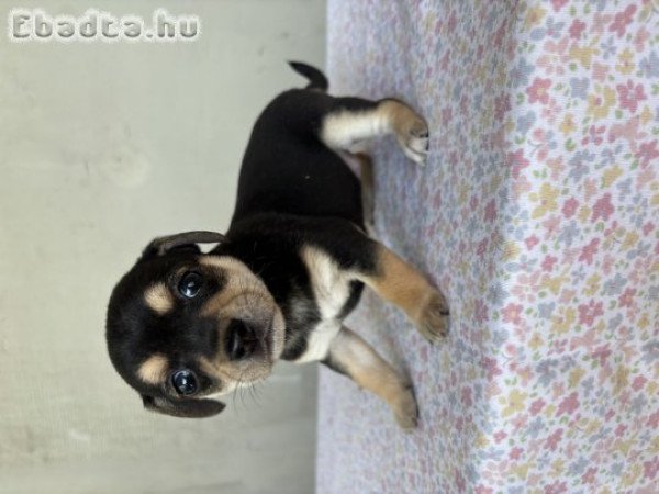 Csivava jellegű kiskutya