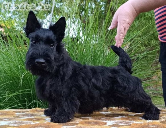 Scottish terrier puppies