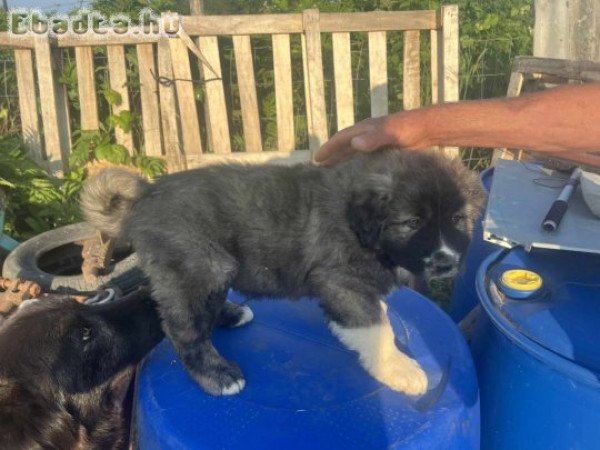 Kaukázusi kölykök eladók