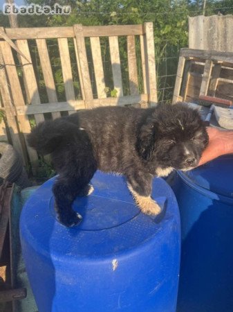 Kaukázusi kölykök eladók