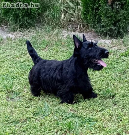Scottish terrier puppies