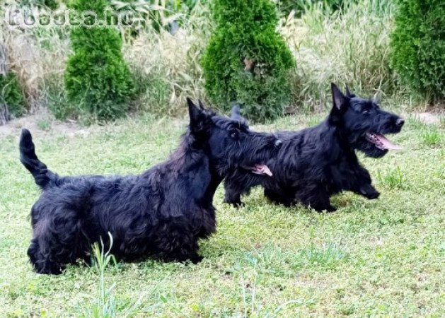 Scottish terrier puppies