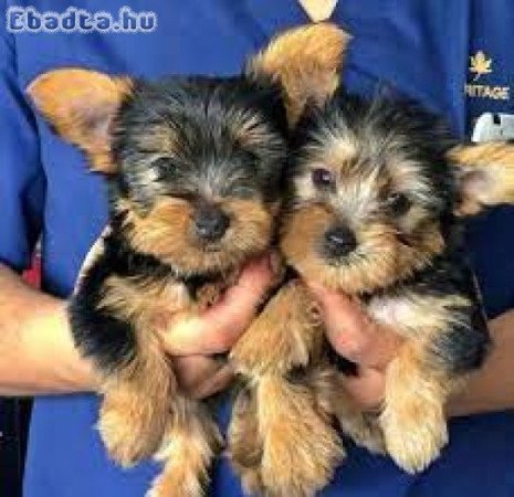 Yorkshire terrier kölykök