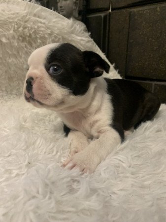 Boston Terrier