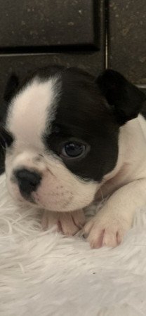 Boston Terrier