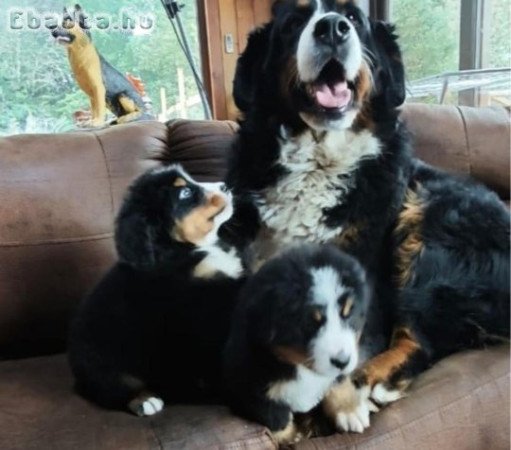 3 berni pásztorkutya kölyök