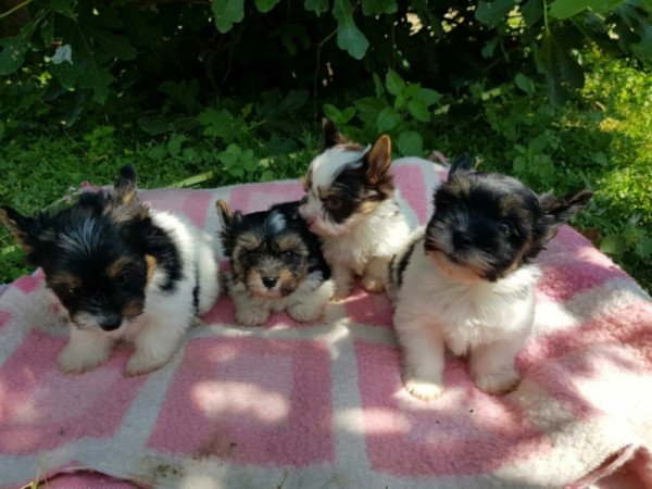 Yorkshire terrier biewer MINI