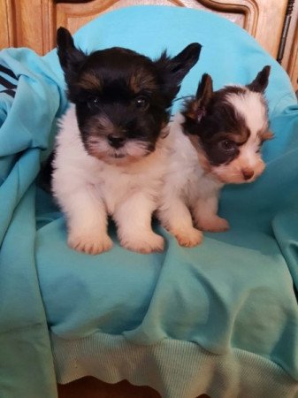 Yorkshire terrier biewer MINI