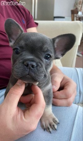 Francia bulldog kolykok