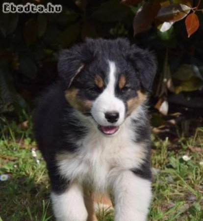 ausztrál juhászkutya kan kölykök eladók