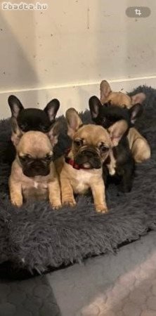 Francia bulldog kölyök örökbefogadás