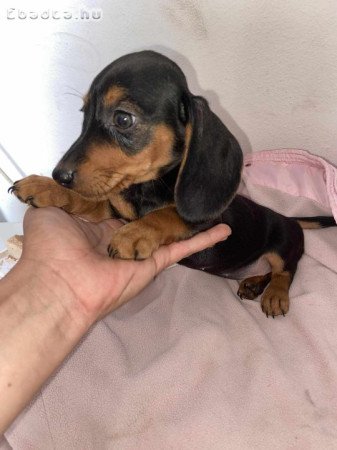 Tacskó kölykök eladók