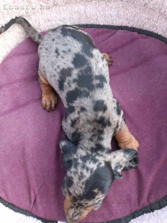 Tacskó kölykök eladók